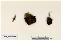 藏品(東亞火苔、南亞灰苔)的圖片